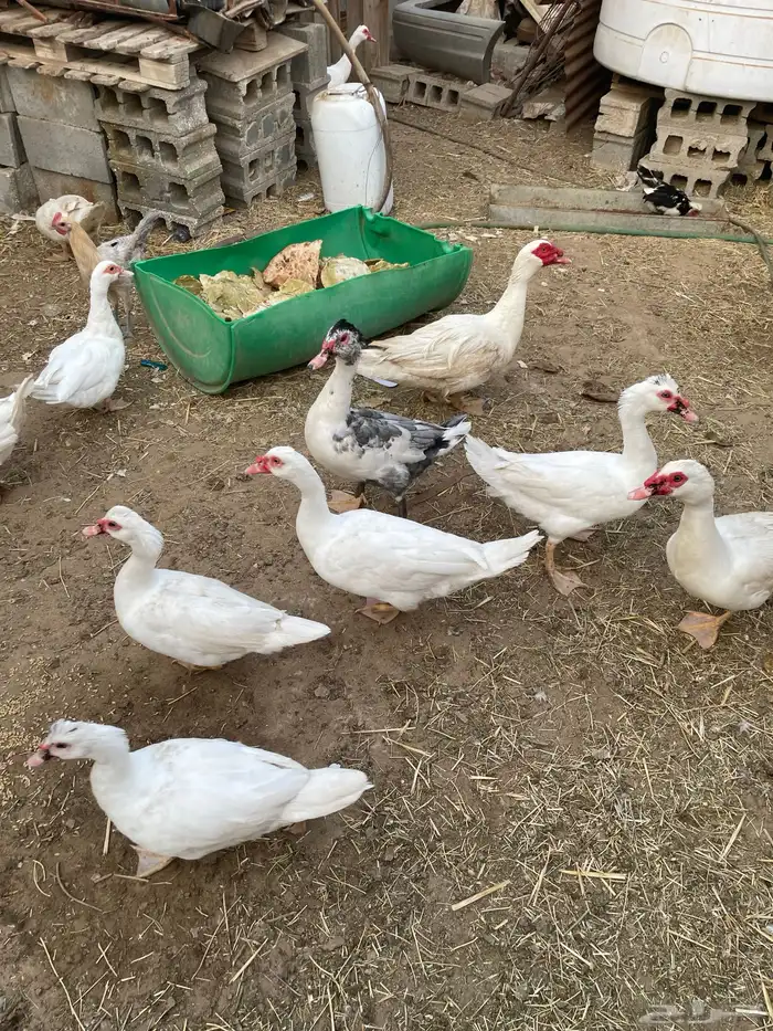 ذكور بط مصري 2