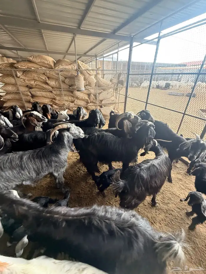 معزا عارضيات 7