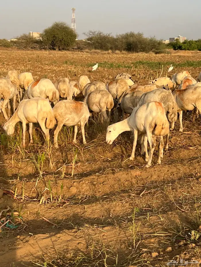 ضان العدد 40 كلها دوار واكثرها قرايب 0