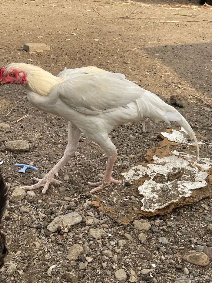 دجاج باكستاني 1