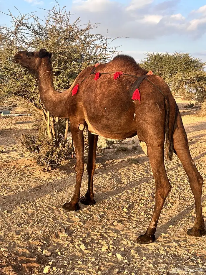 ناقه ساحليه صفرا 1