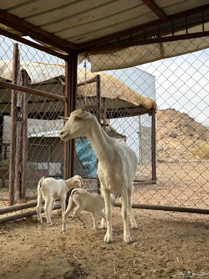 عنزين مولده للبيع 4