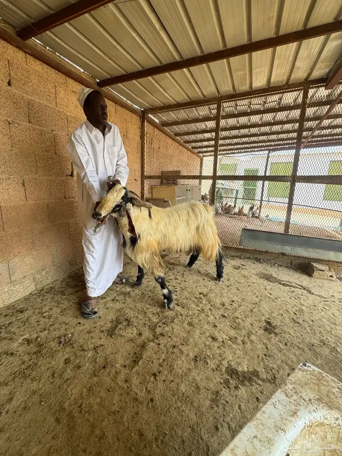 قريبه من دوار الغطغط 2