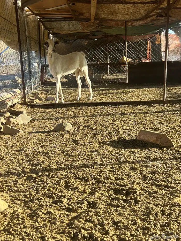 فحل جذع عمره سنه يضرب تأم 5