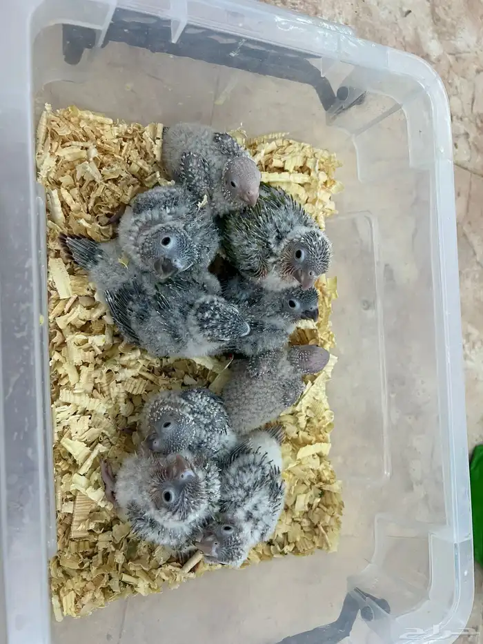 فروخ كنيور وكروان تقبل الغر ومشروطه وحجم 1