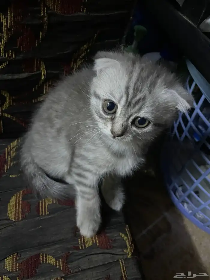 للبيع قطط حبتين 1