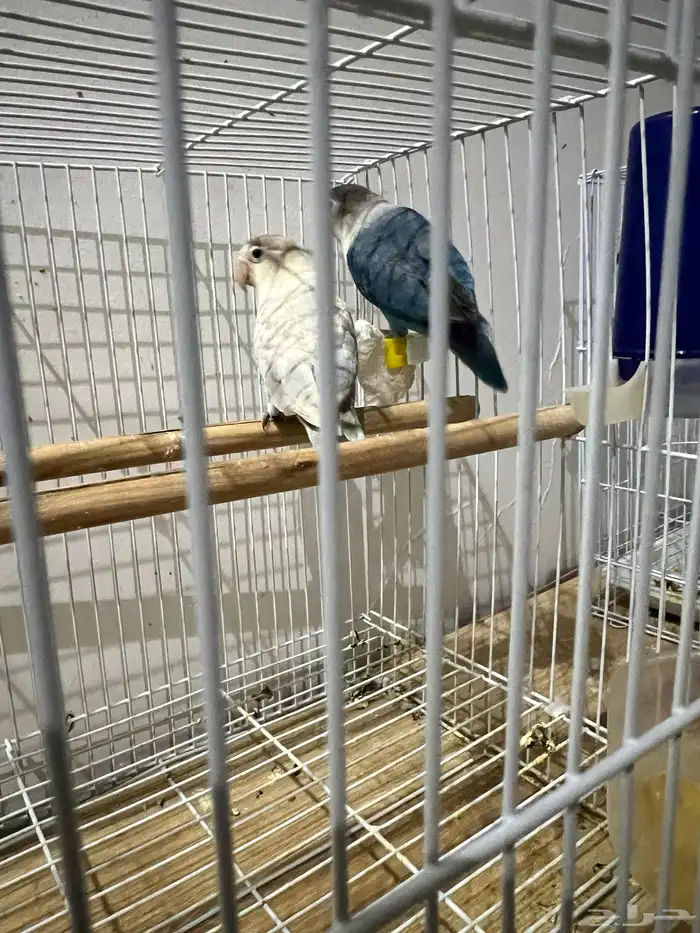 جوز فيشر منتج 1