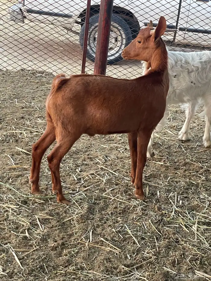 تيوس وجفرات 20