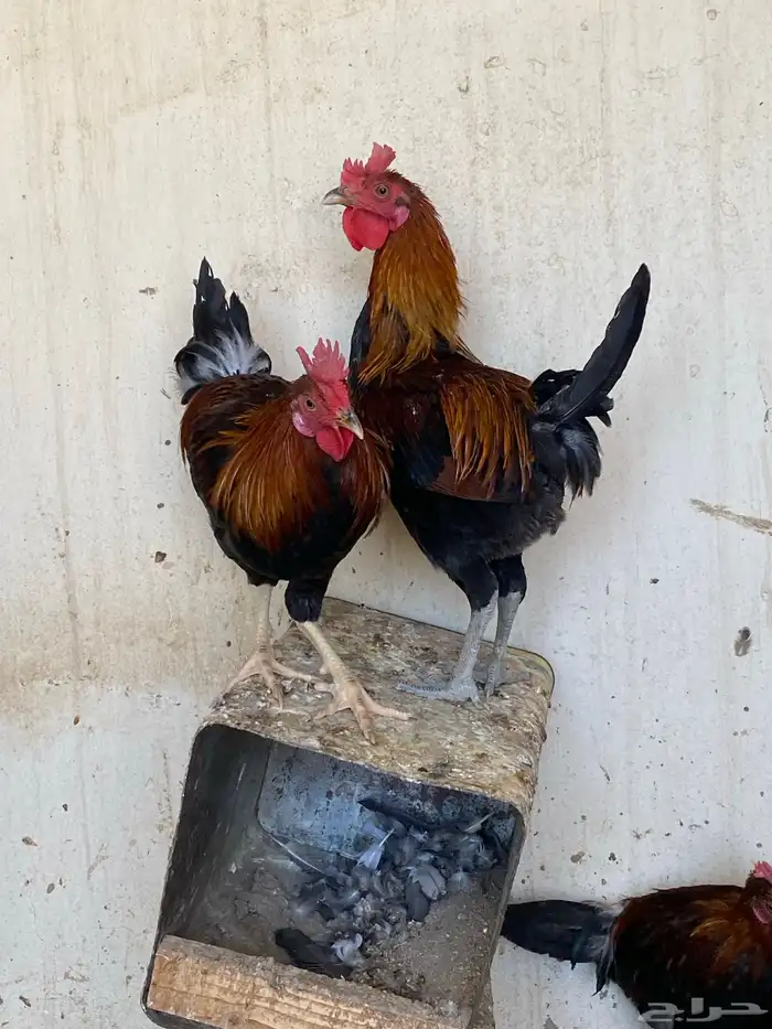 ديوك ترثه (تم البيع) 2