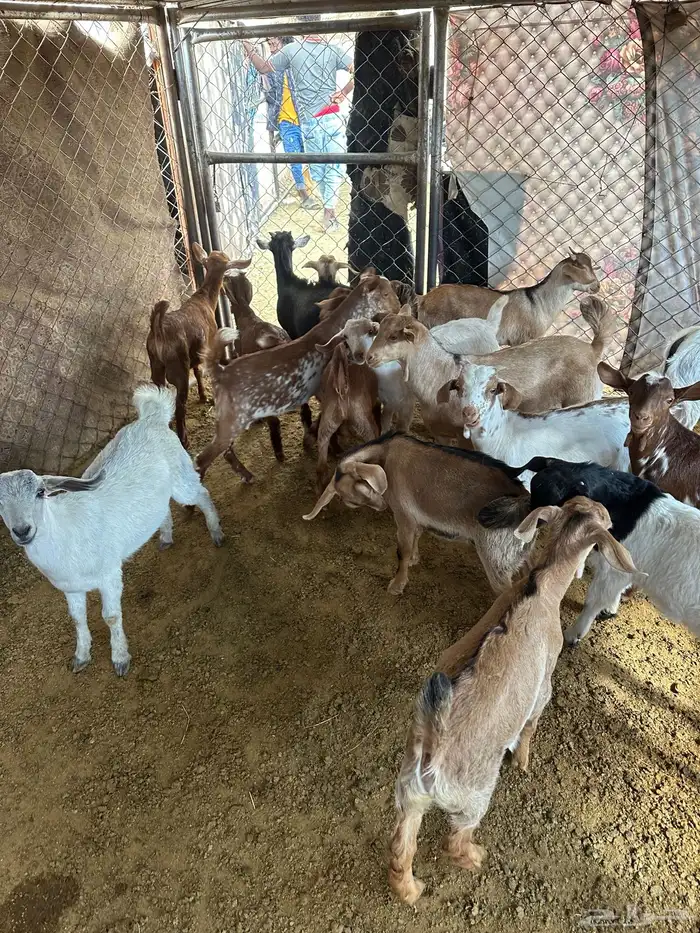 للبيع تيوس بلدي أعمارهم من شهرين ونص اللى ثلاثه ونص 1