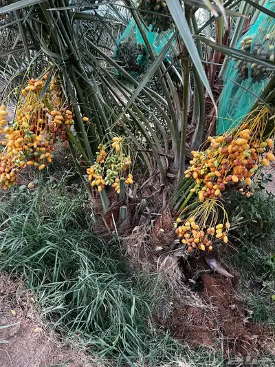 نخل عربي مثمر نخيل للبيع index