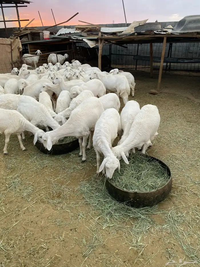 رخال للبيع بيشة 13