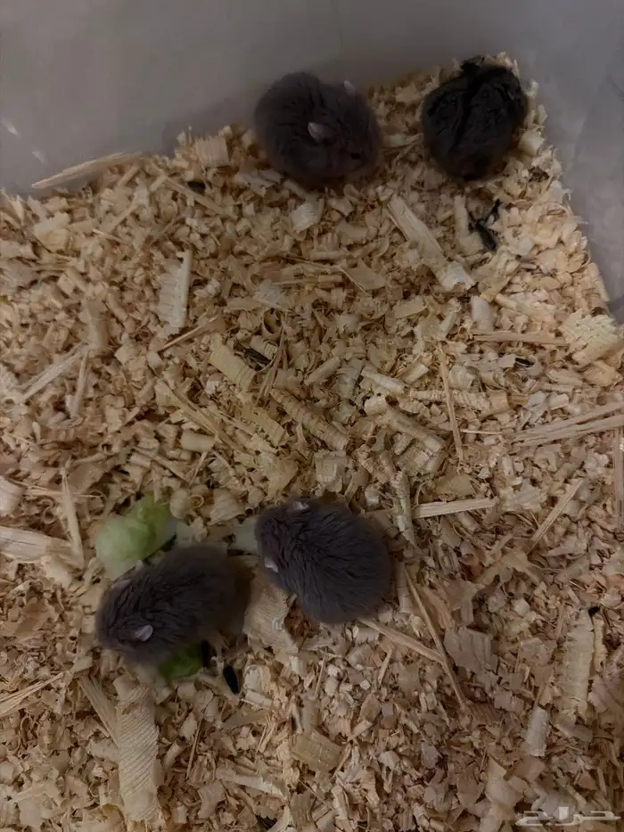 هامستر ب خمس ريال فقط 6