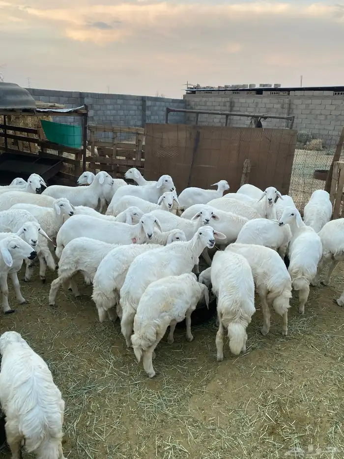 رخال للبيع بيشة 11