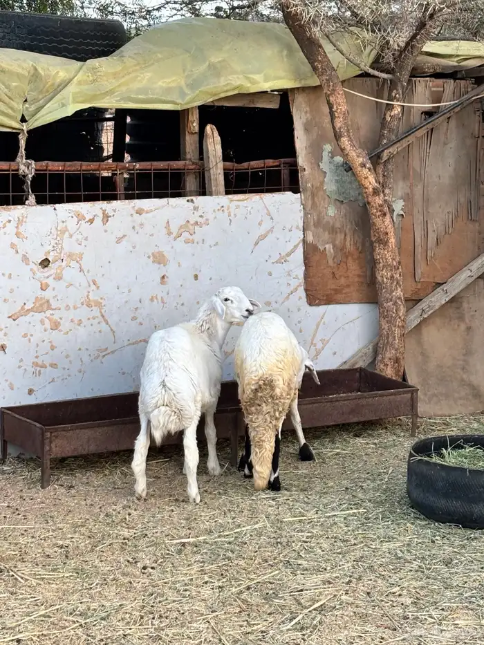 طلي سواكني وطلي حري 0