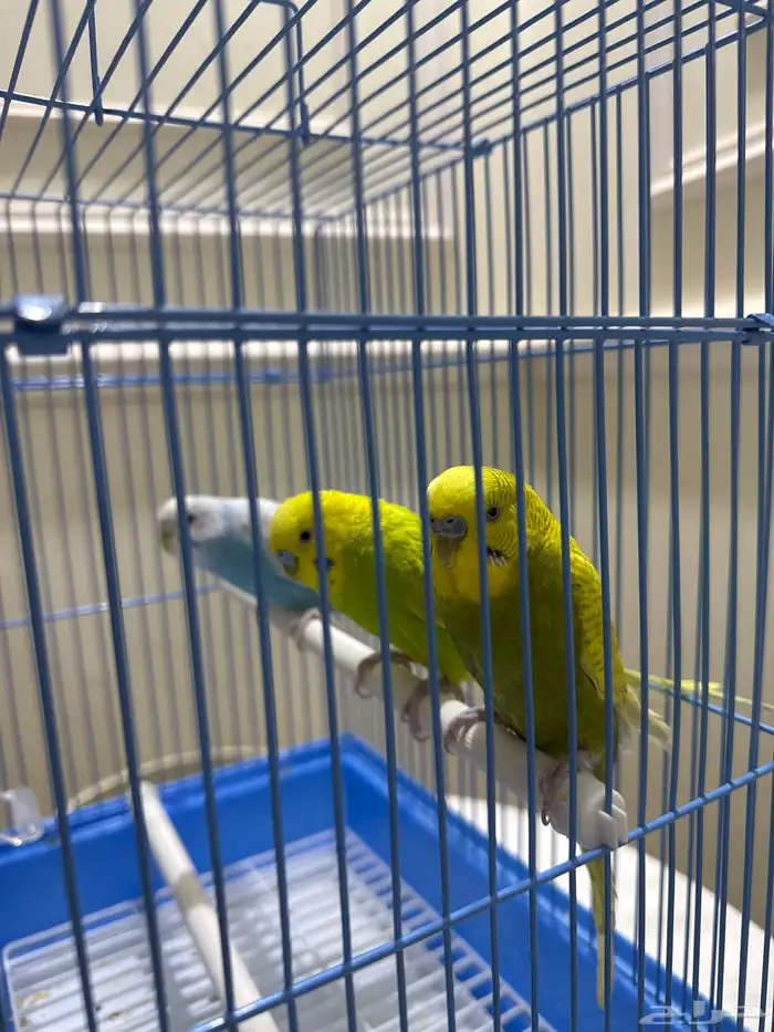 عصفاير ثلاث 1