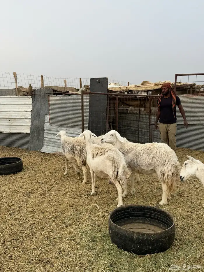 ضان حريات ولد ومضاريع نظيفه الحد 1350 7