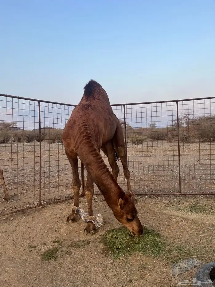 فحل احمر دم 18