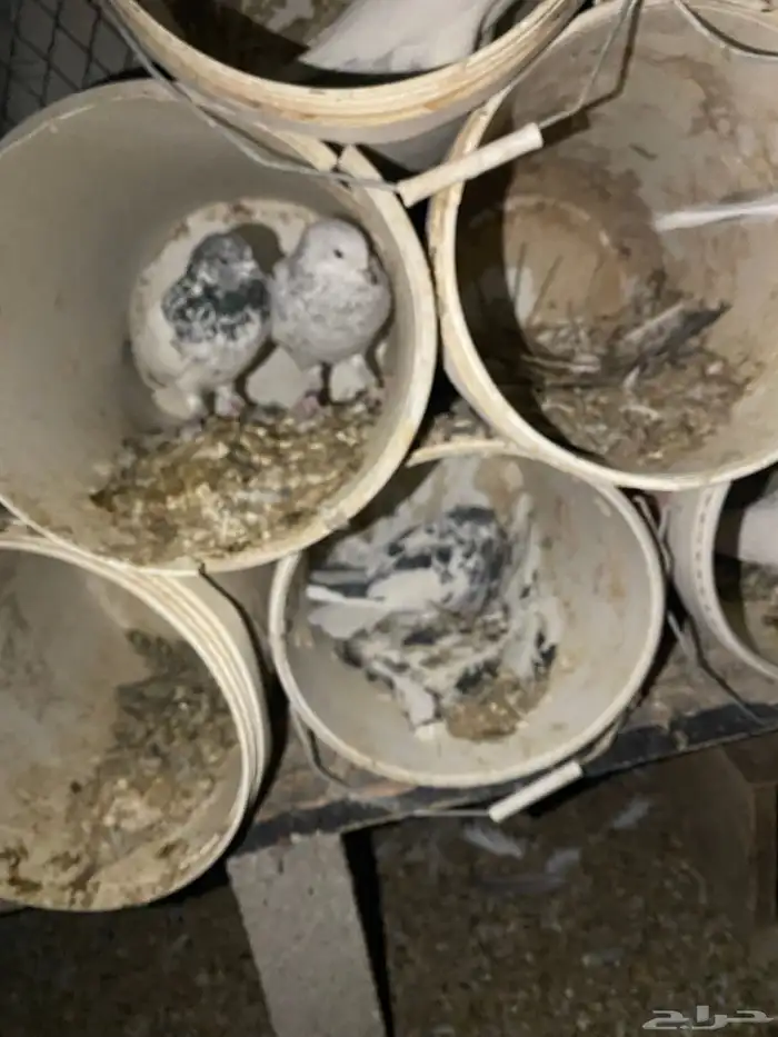 حمام باكستاني امهات 2