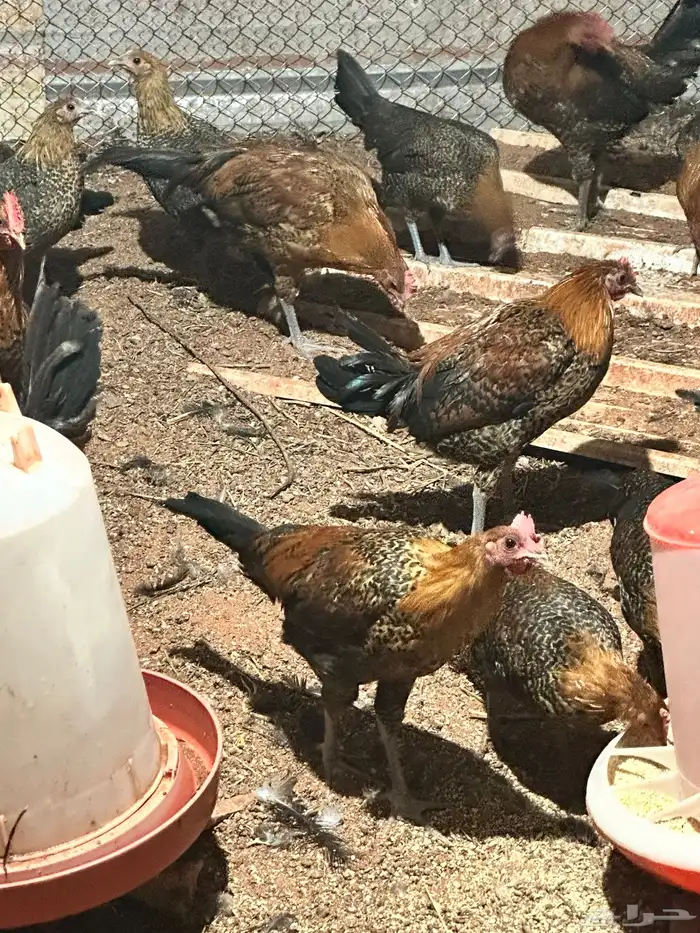 ديكه فيوم ذهبي 0