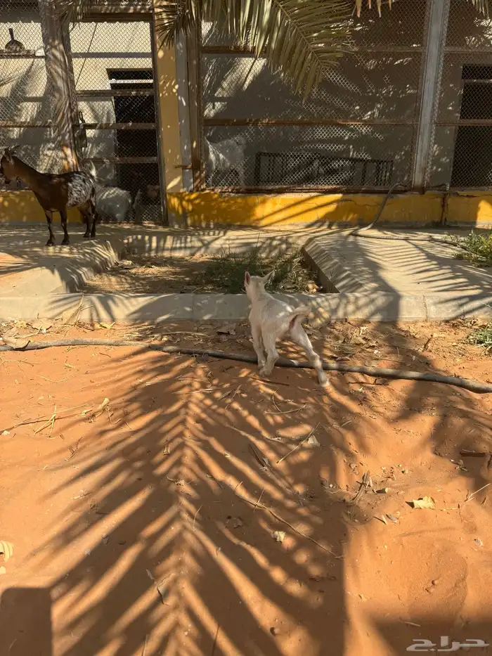 للبيع ماعز قزمية تشيكيه معها جفرة بيضاء ماكس من اب امريكي 5