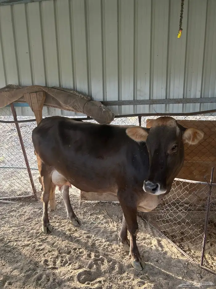 بقره سويسريه 2