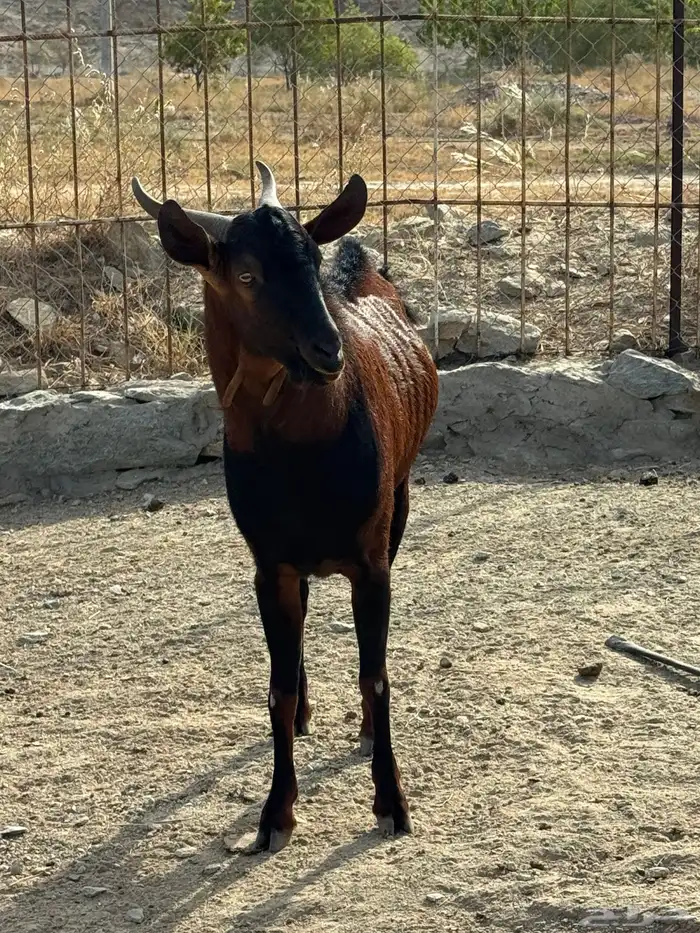 تيس فحل للبيع 2