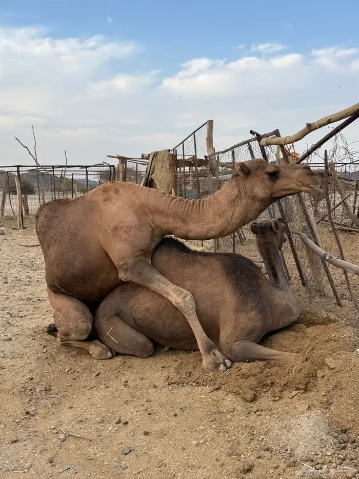 بعير حمر مشروط ضراب وعشار 24