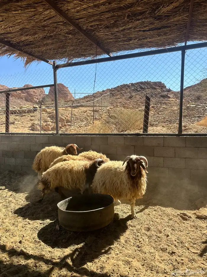 خرفان نعيم طيبه 4