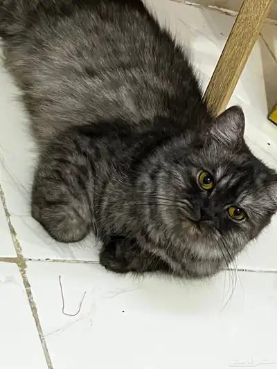 قطط تبني index