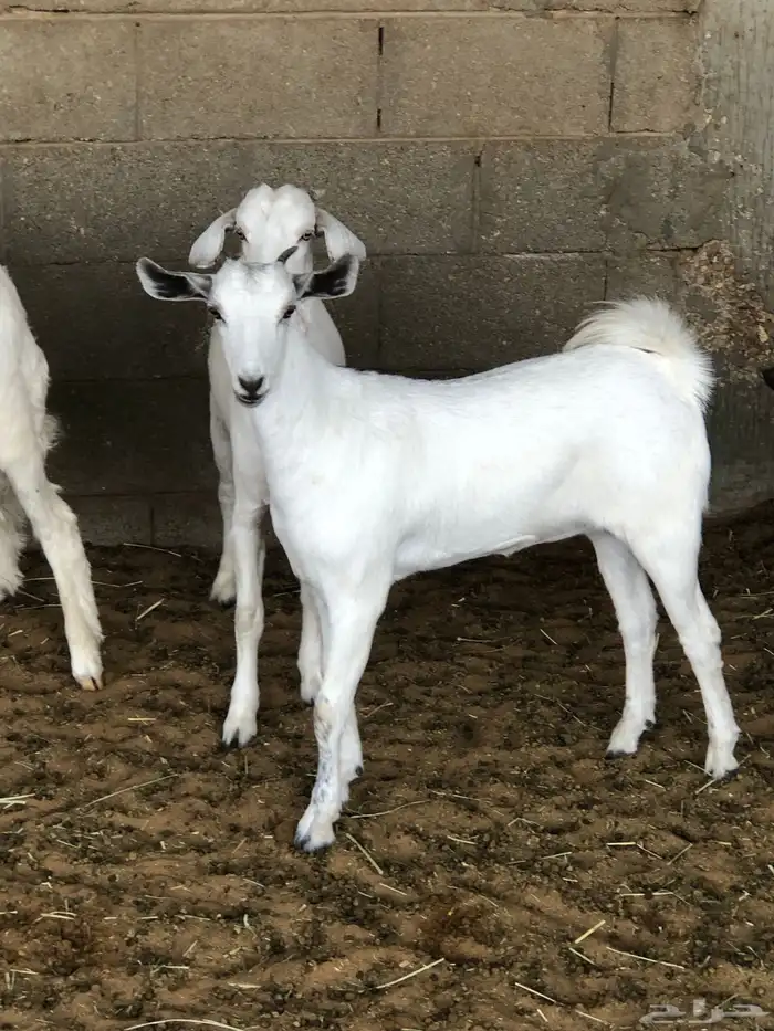 جفار بيشيه 1