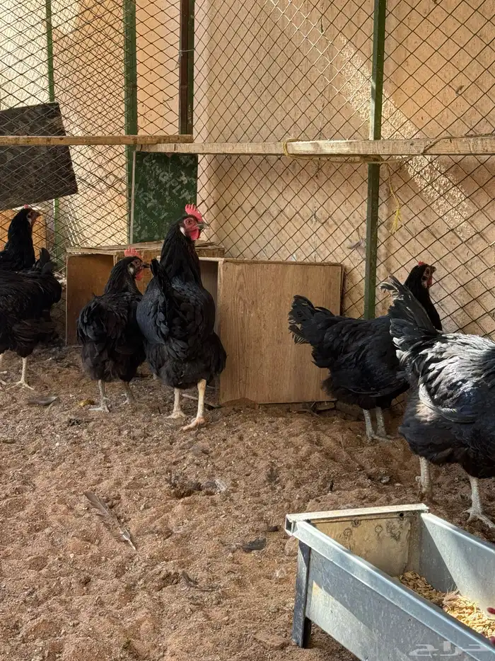 دجاج تركي منتج 9