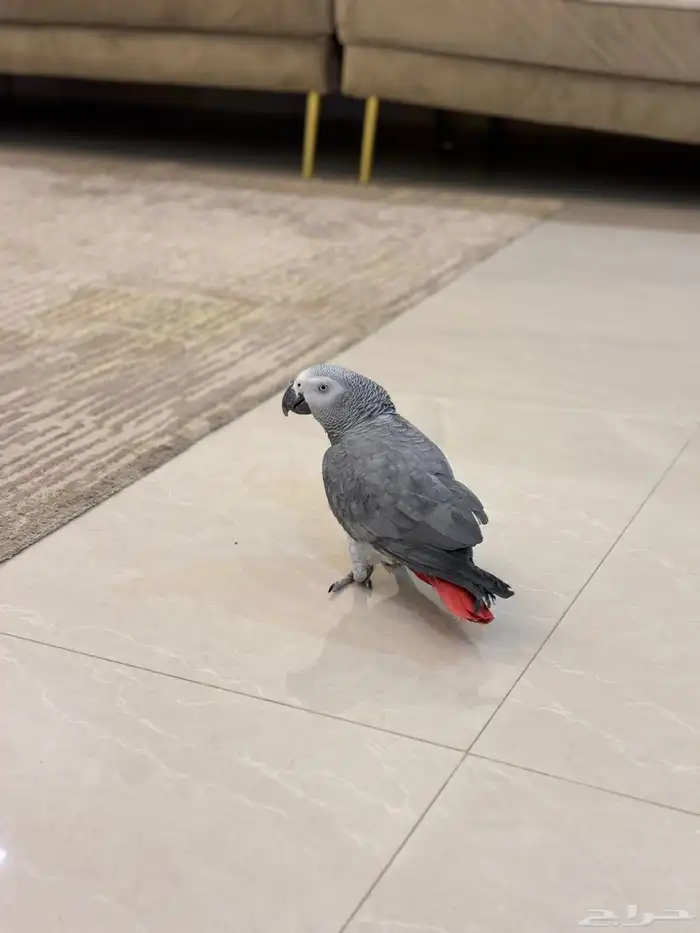 كاسكو اليف متكلم 17