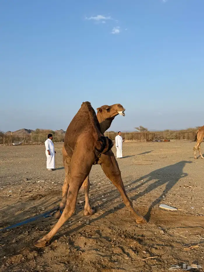 بعير حمر مشروط ضراب وعشار 9