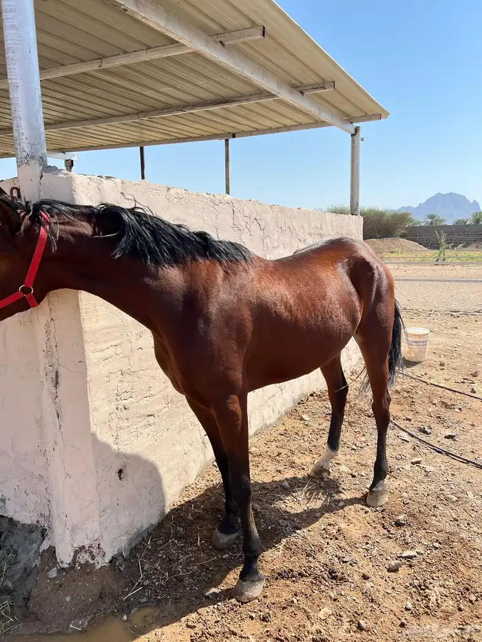 فرس شعبية   مهرتها 1