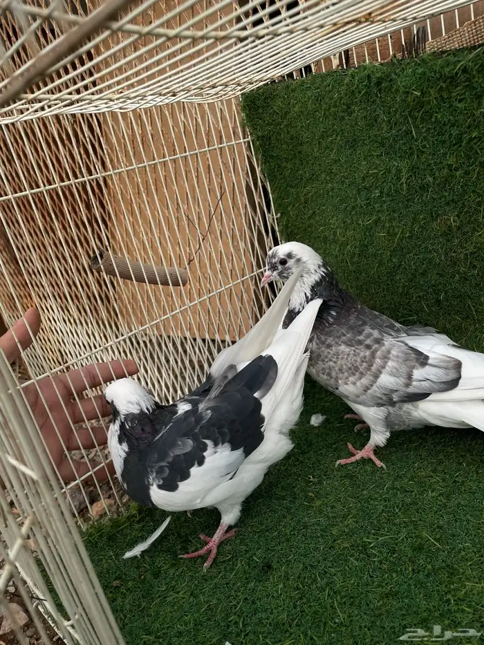 قطايف تب التب 6