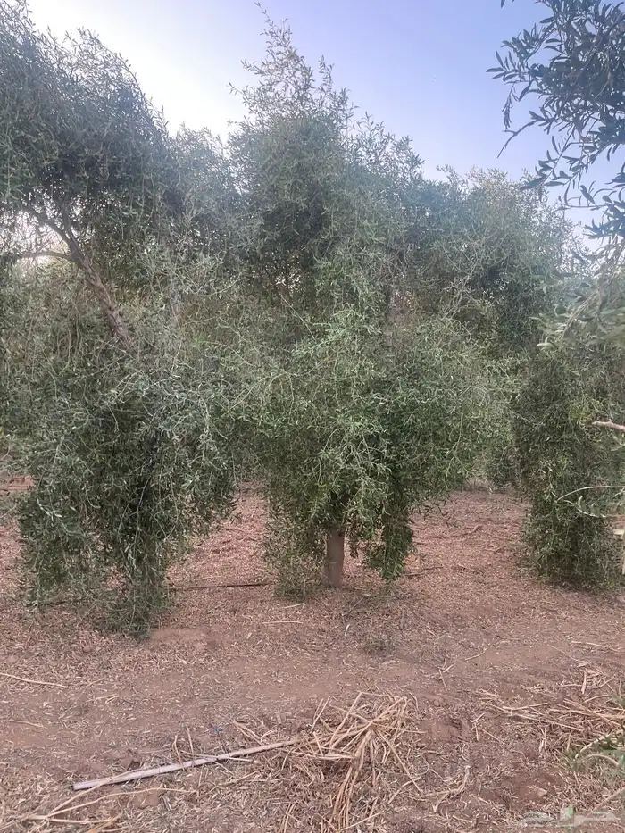 اشجار زيتون مثمرة وشتلات صغيرة 14