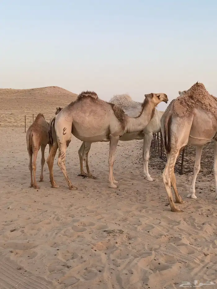 عشرا وجذعه للبيع 2