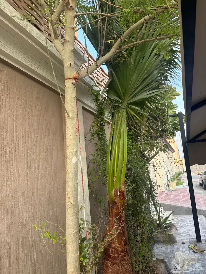 نخله أمريكي 1