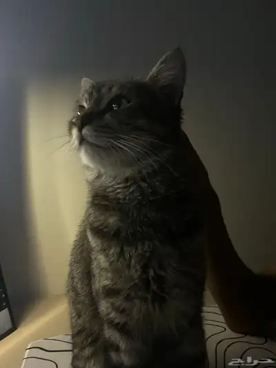 قط للتبني العاجل index