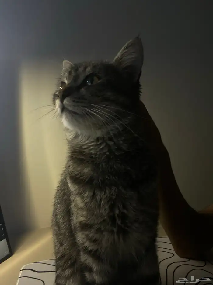 قط للتبني العاجل 2