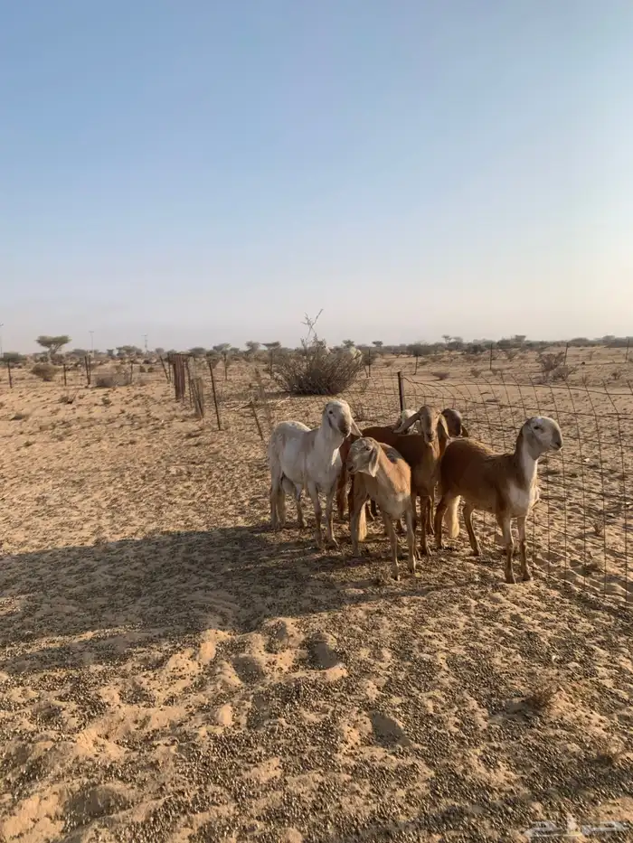 رخال سواكن صنف الصنف 2