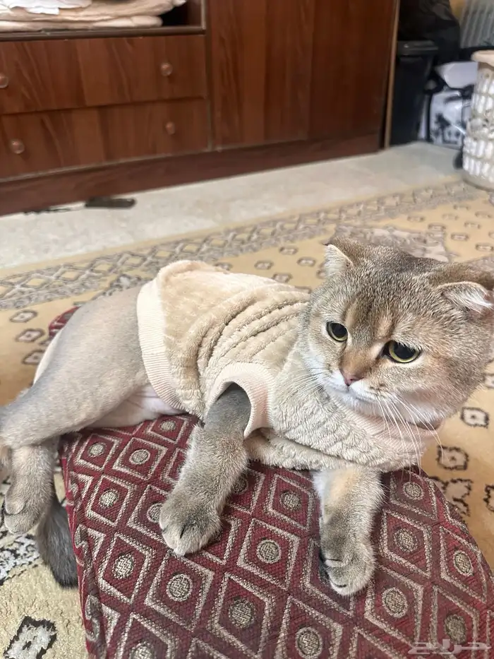 قط سكوتش ذكر 1