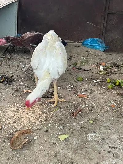 دجاج باكستاني index