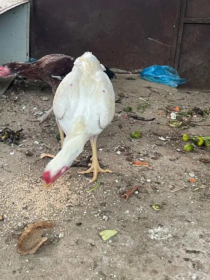 دجاج باكستاني 3