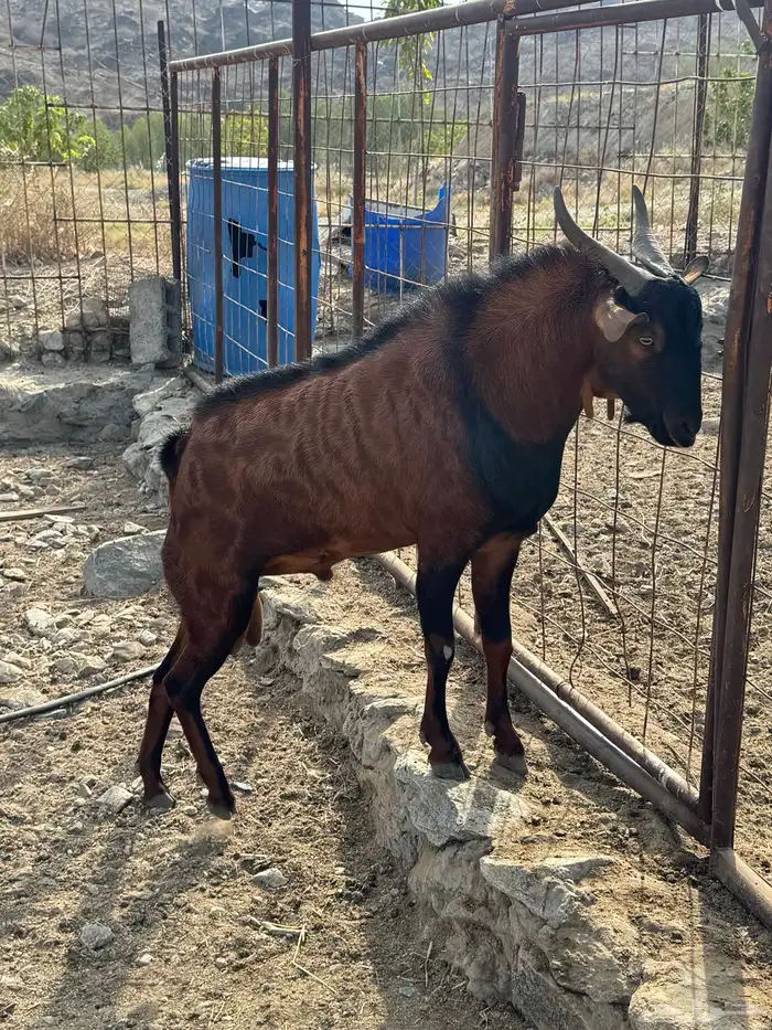 تيس فحل للبيع 1