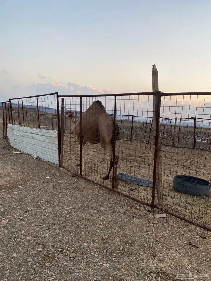 بكره عفراء والحمراء ملاقي 1