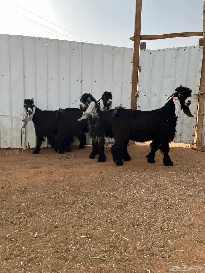 جذعان عارضيات خصم 2