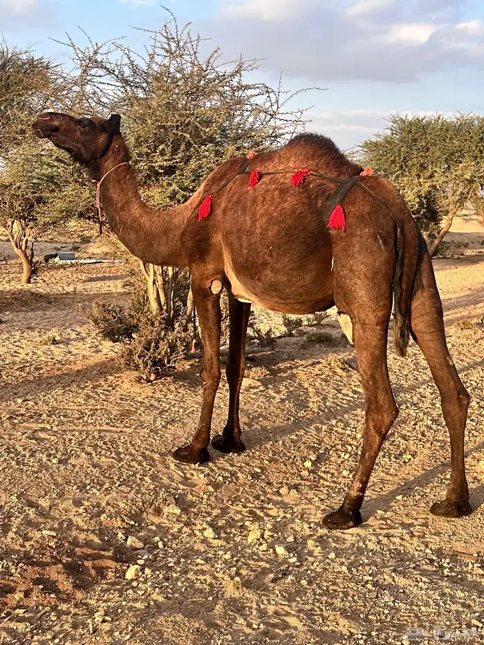 ناقه ساحليه صفرا 0