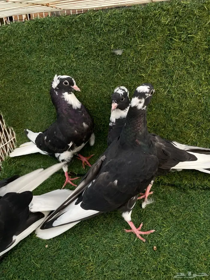 قطايف تب التب 13